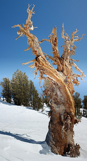 0321oldpine.jpg